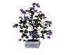 Purple Tree plant