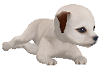 White Chihuahua Puppy