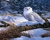 ROO HARFANG DES NEIGES