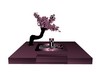 blackfushia jacuzi