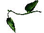 Vine 8