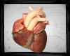 [AZ] heart -unisex/Anima