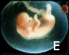 ETE EMBRYO IN WOMB 0 2 3