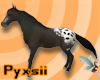 Blanket Appaloosa (ride)