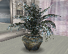 Blue Illusion Plant