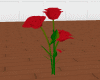 Red Red Roses Animated