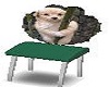 sleeping dog chair