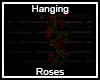 Hanging Roses