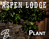 *B* Aspen Lodge Plant