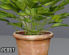 Parsley Plant