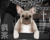 冯 Frenchie