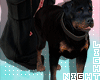 With My Dog