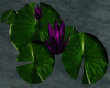 Purple Waterlily Pad