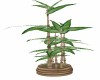 TROPICAL BAMBOO PLANT