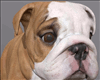 Bulldog Puppy