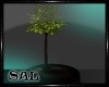 SAL~ [D/N] Plant V1