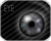 DD *Grey Shine Eyes F*