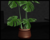 House Plant ~ V2