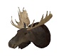 Wall Moose Head