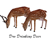 DRV Drinking Deer