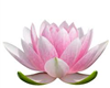 Pink Lotus Blossom