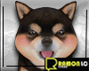 Dog Shiba Puppy 1 F / M