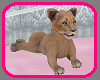 ( L ) Safari Baby Lion
