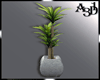 A3D* Dracaena Plant