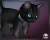 [T69Q] Black Cat Pet