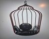 swingchair