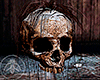 Skull V.3.