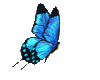 *LL* blue butterfly stik