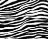 Zebra Print Nails Dainty