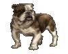 Animated Peeing Dog