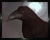  Dark Crow