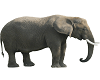 Aninated Elephant