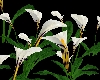 Animated Calla Lilies