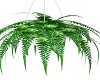hanging plant 2