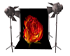 photoshoot rose