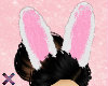 ♡ Bunny Ears