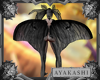 A| Luna Moth Wings Drv