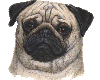 Pug dog