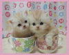 cats in cups