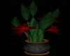 Romance Plant