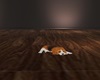 sleepy beagle
