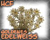 HCF Goldenes Edelweiss