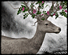 [SS] Sakura Deer V.1