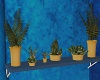 blue citron wall plant