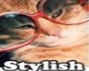 Stylish Cat