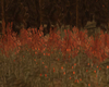 Fall Romance Bushes